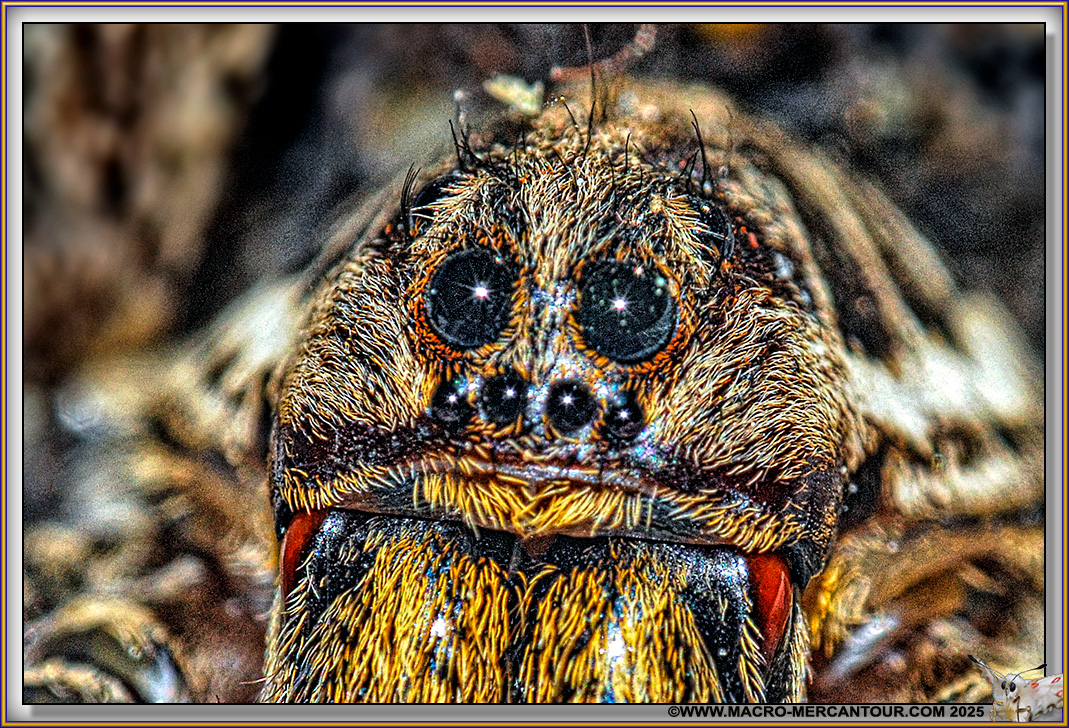 21-SALTIQUE-81977-HF copie